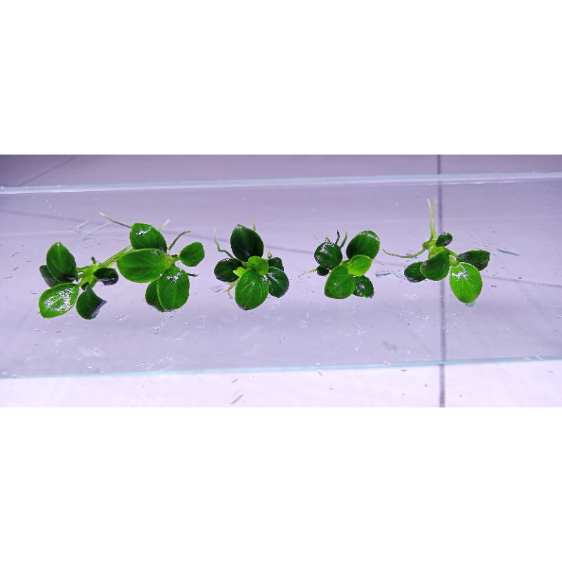 Anubias Petite