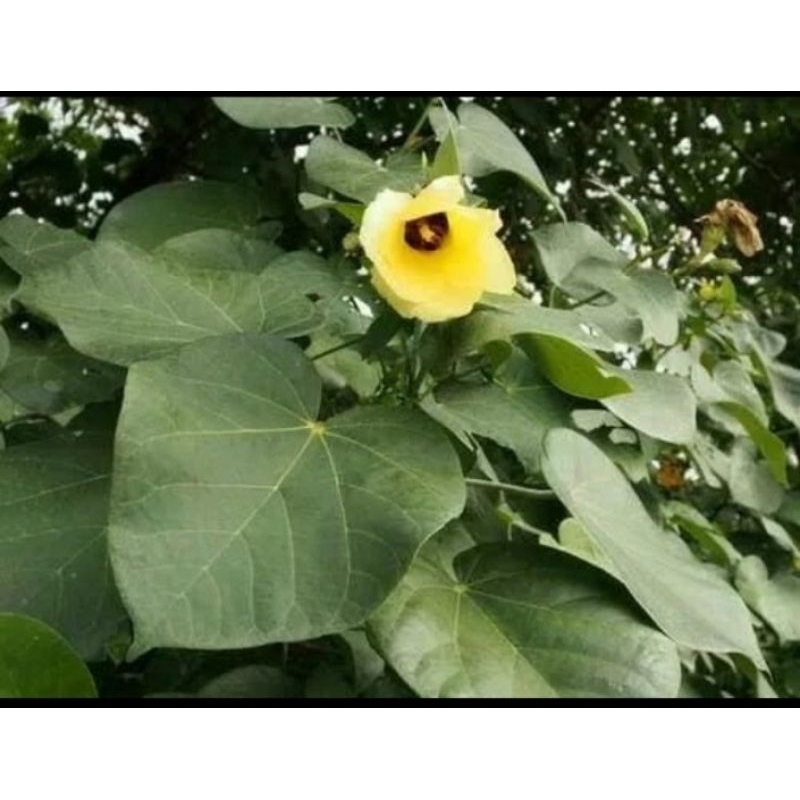 500 gram daun waru segar