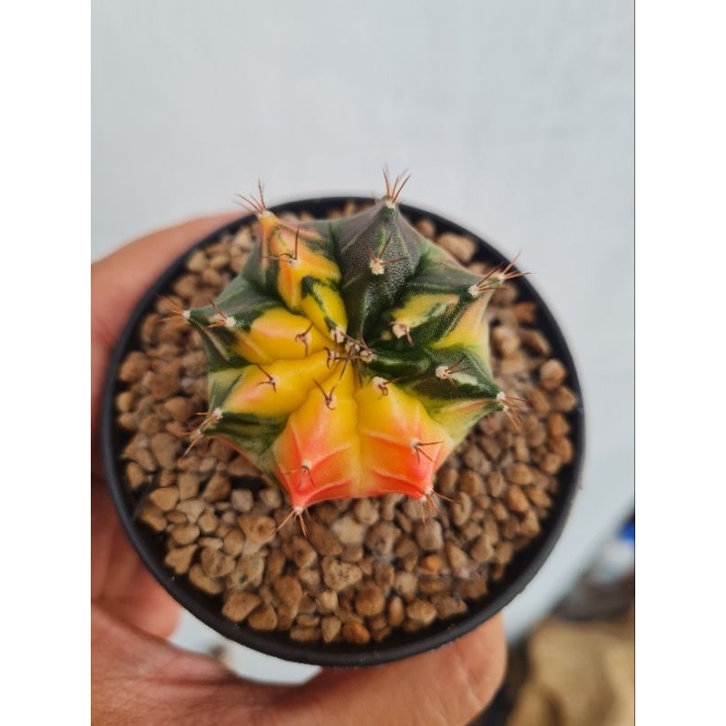 miha var seedling