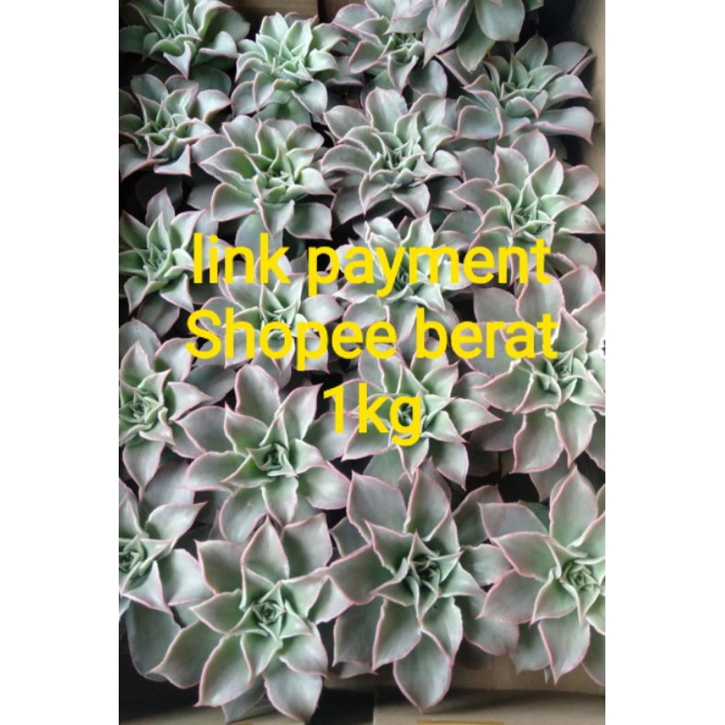 linkpaymentshopeberat1kg