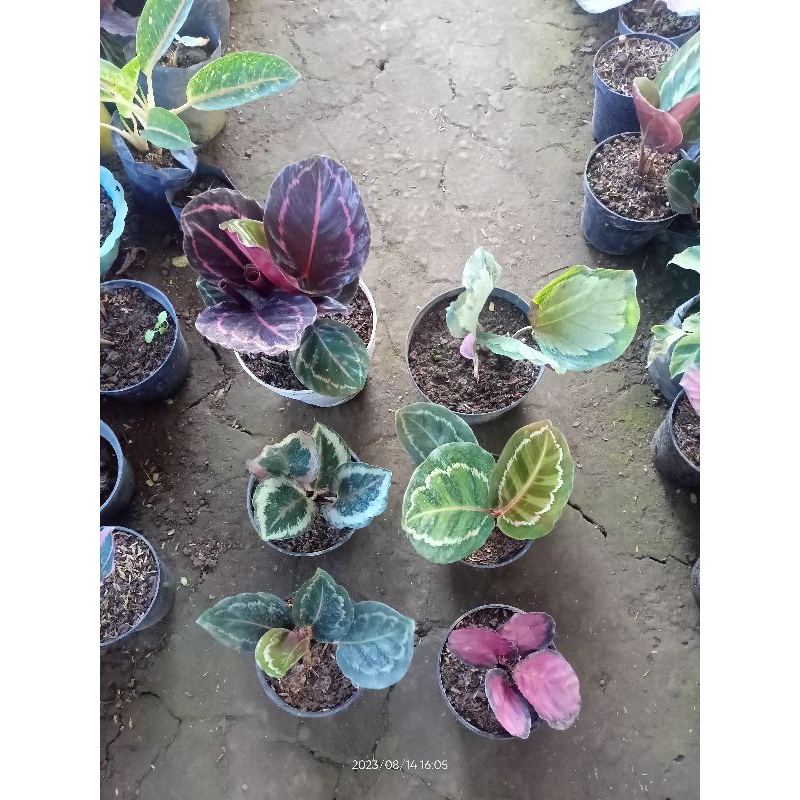 Paket chalatea