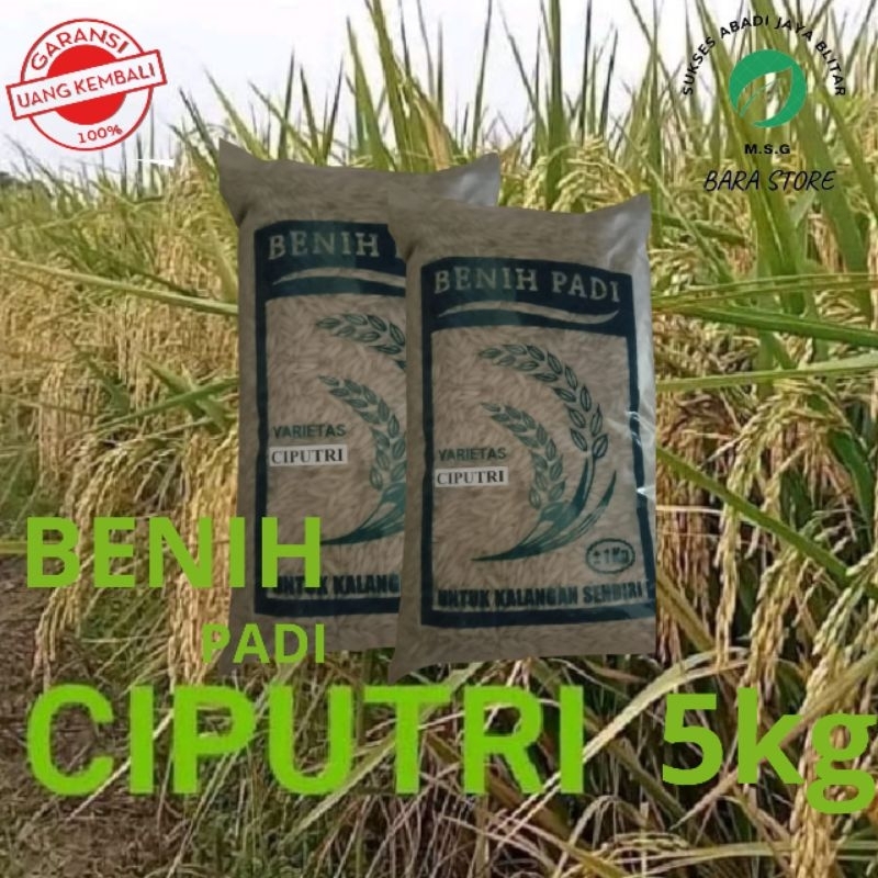 benih padi CIPUTRI 5kg
