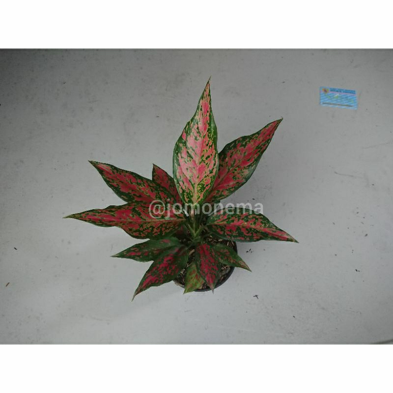 Agl. Ruby Batik