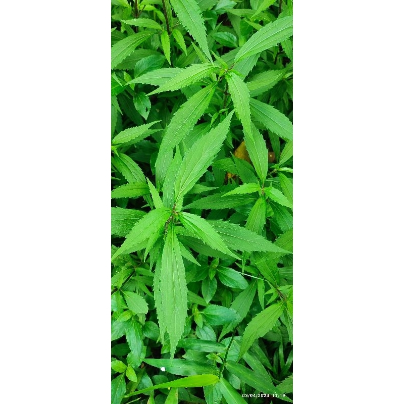 daun remujung kering