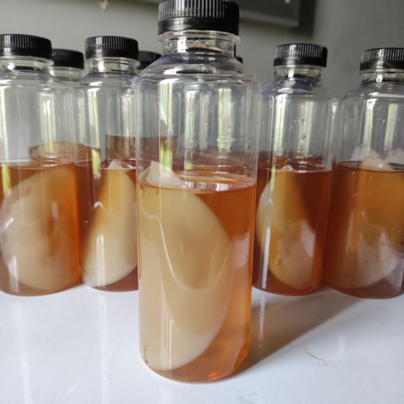 BIBIT SCOBY KOMBUCHA DAN STARTER TERLARIS