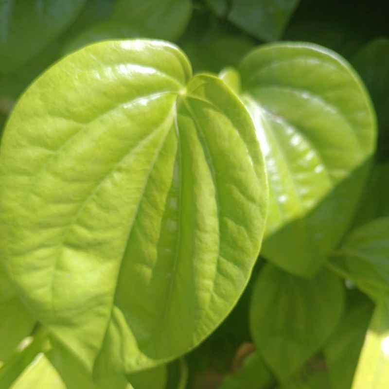 Daun Sirih Hijau
