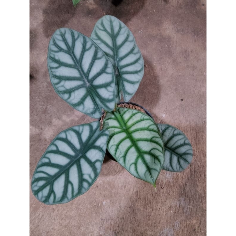 alocasia dragon silver
