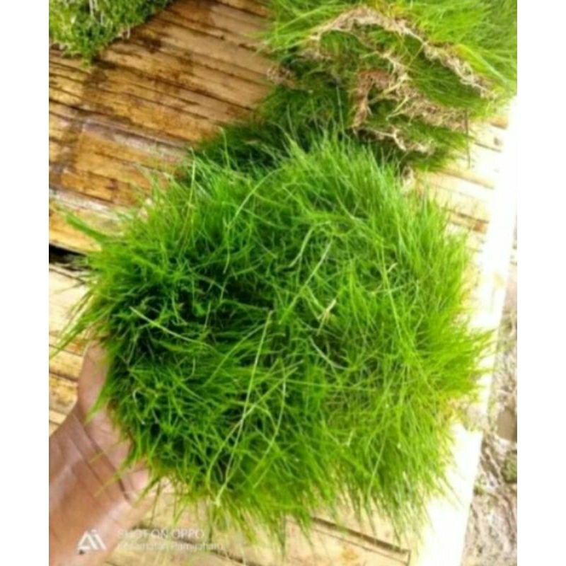 Hairgres Tanaman Aquascape