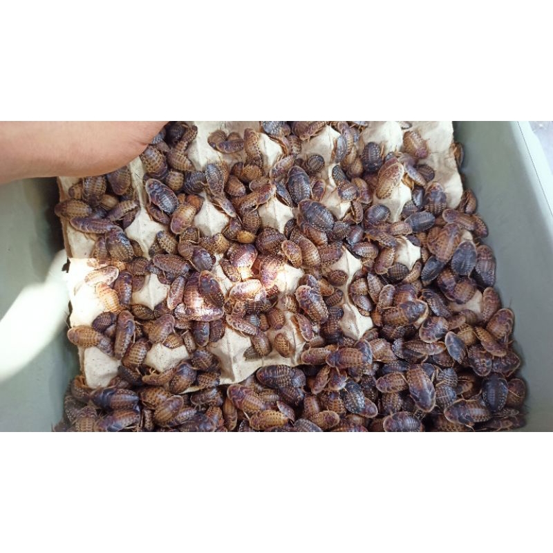 ¼/250gram dubia size 2-3,5cman