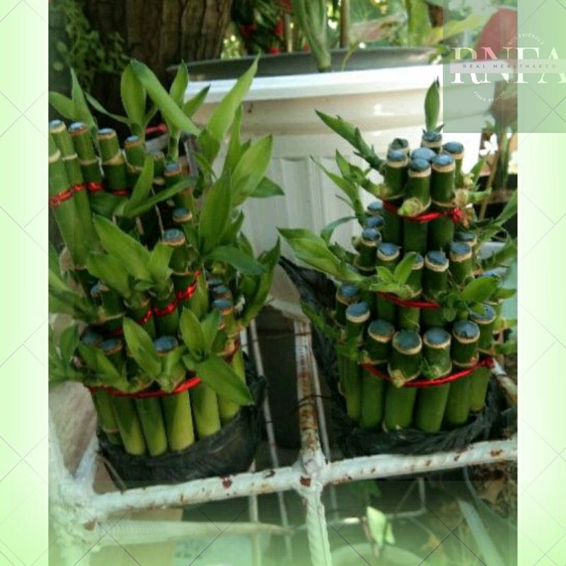 Bambu cina ukuran kecil dan besar