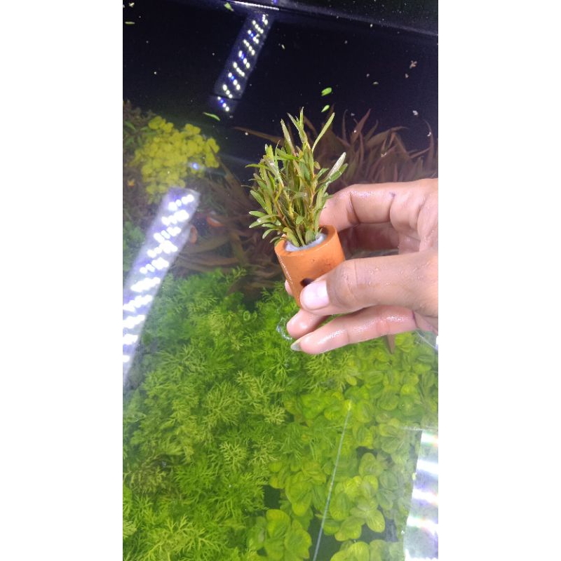 Rotala red cross per pot