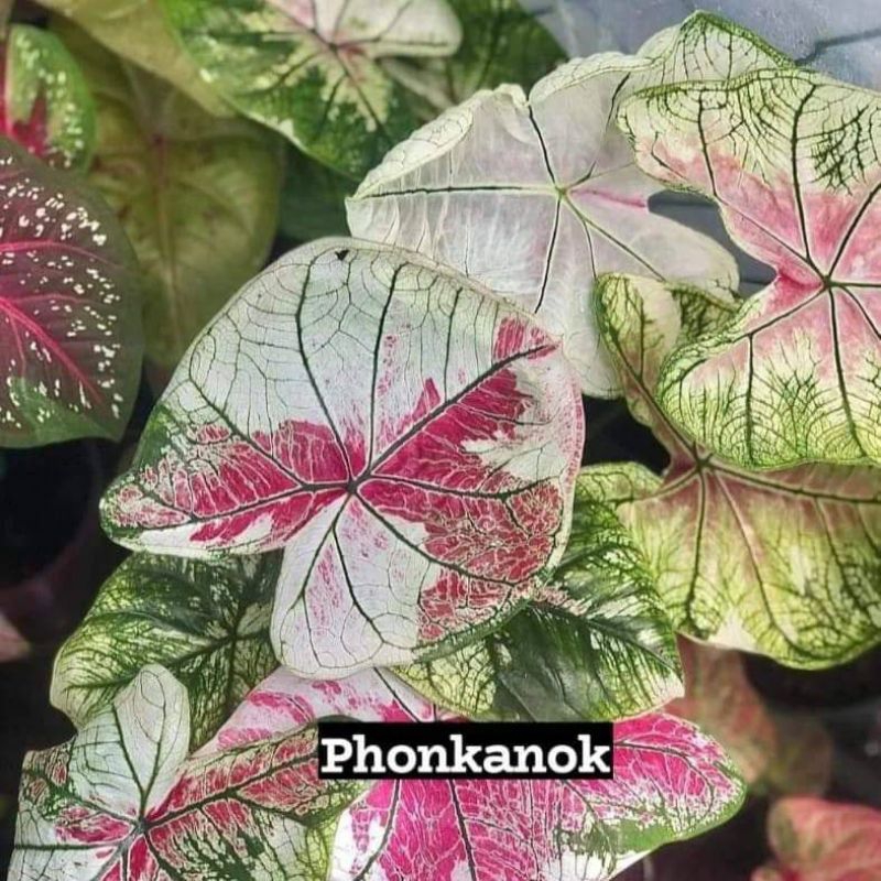 caladium phonkanok