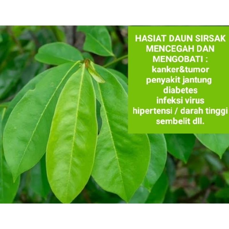 DAUN SIRSAK SEGAR / 100 LEMBAR.
