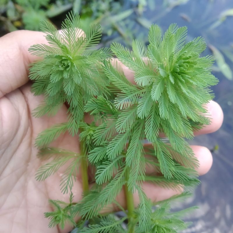 Myriophylllum Aquaticum