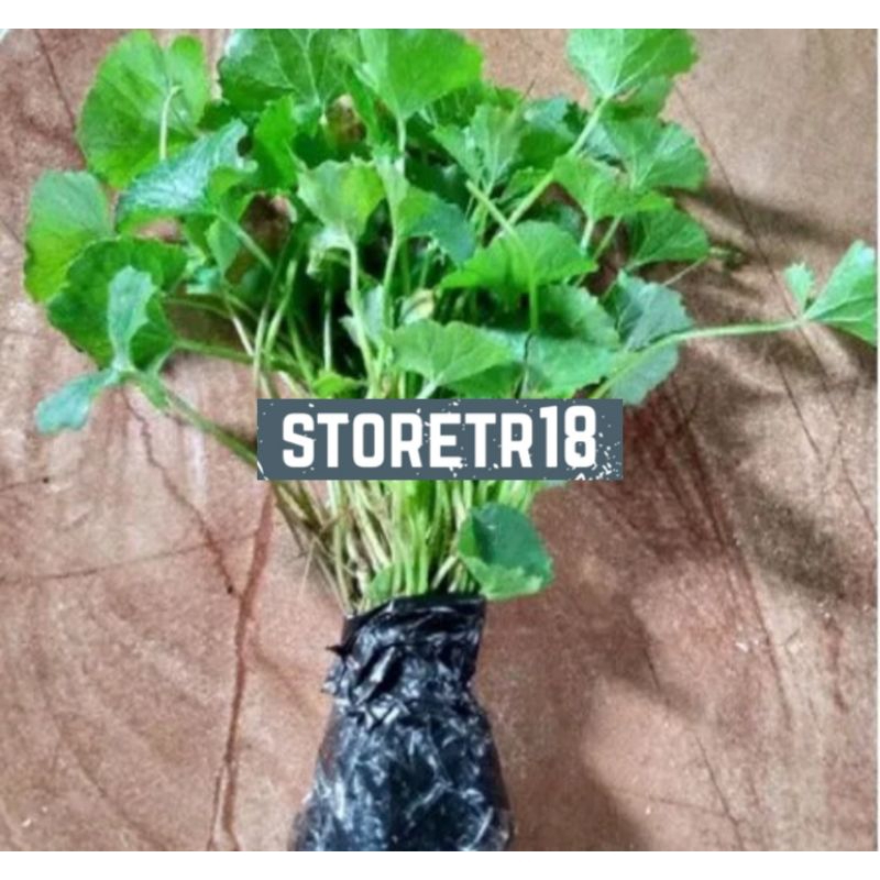 Bibit Pegagan Siap Tanam Paket 1 Bibit