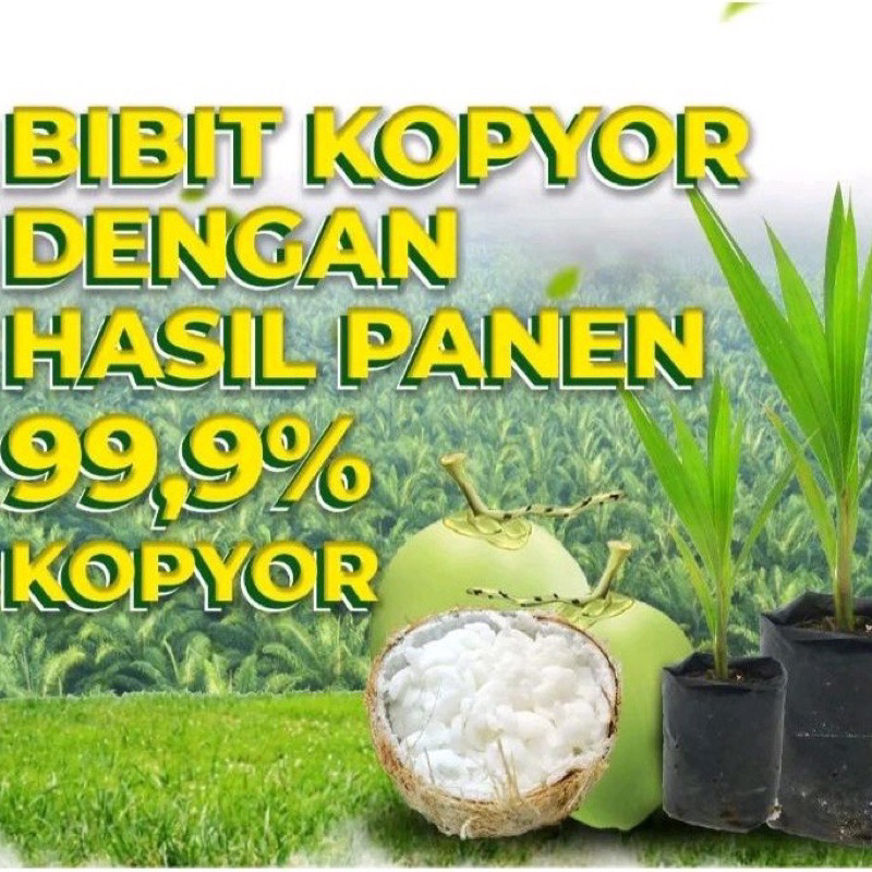Bibit Kelapa Kopyor di Jamin Valid