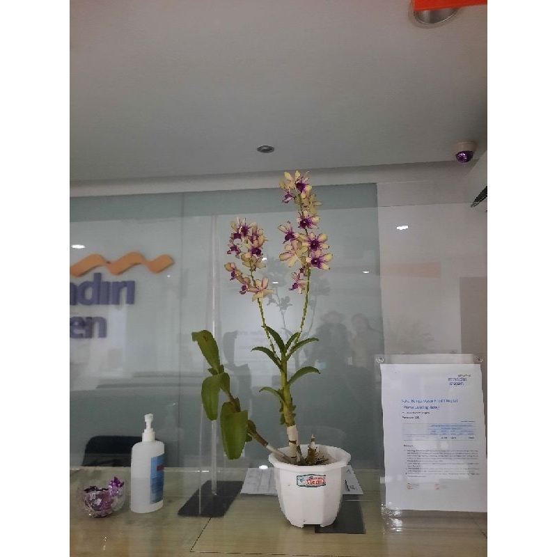Anggrek dendro