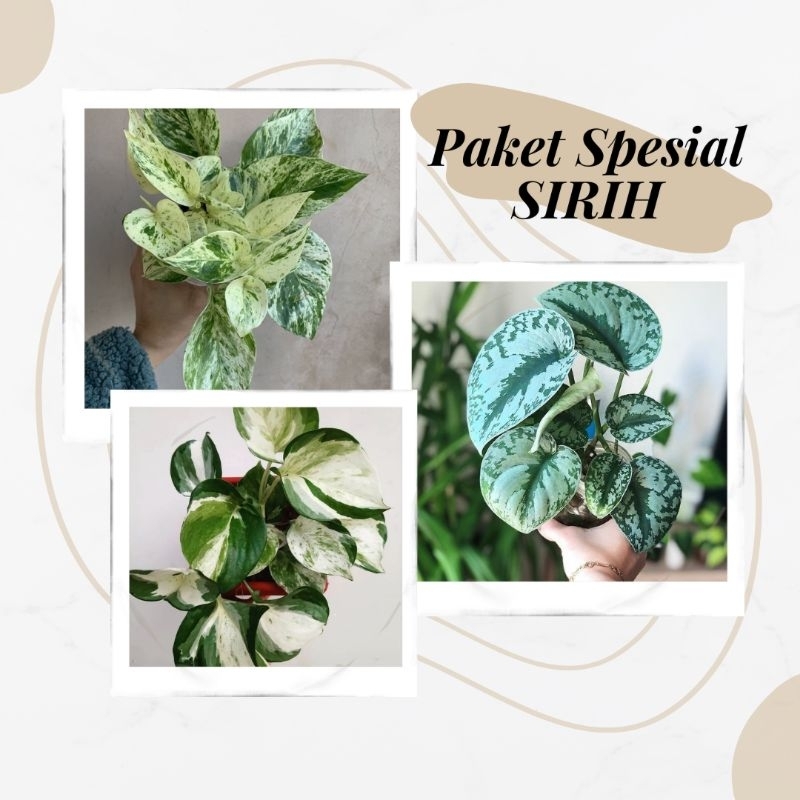 Paket Spesial Sirih