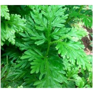 DAUN CEKER AYAM SEGAR 250gram