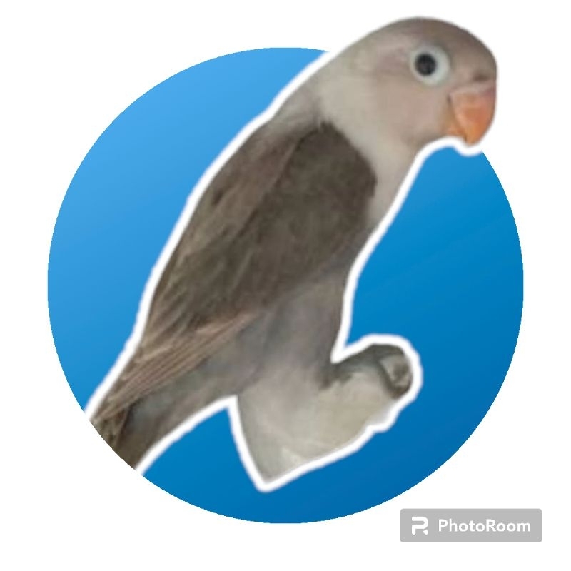 Lovebird Mocca