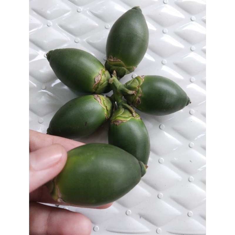 Pinang Muda