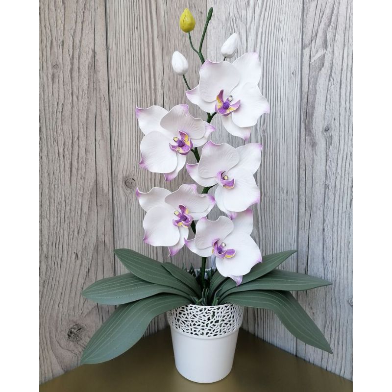 Seedling Anggrek Dendrobium Sriprathum Round