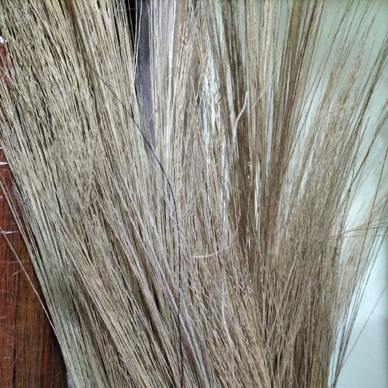 pampas 1 lusin