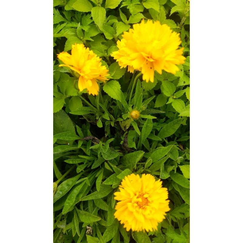 Bibit Bunga Import Coreopsis Lanceolataq Single /  Double