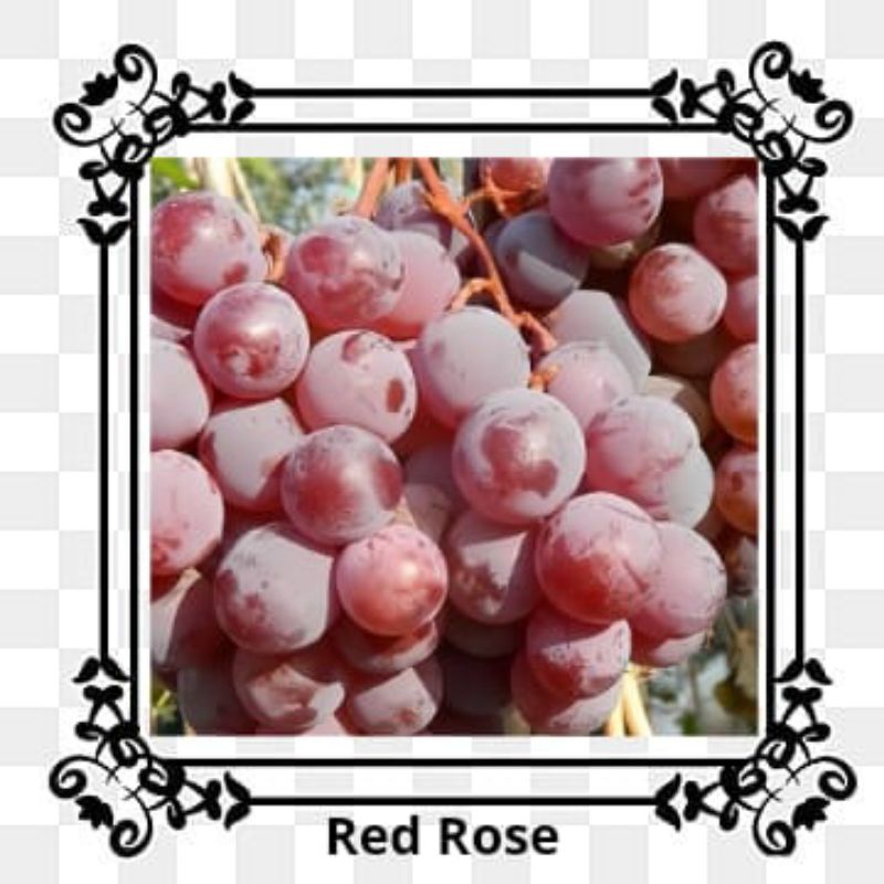 bibit anggur import red rose