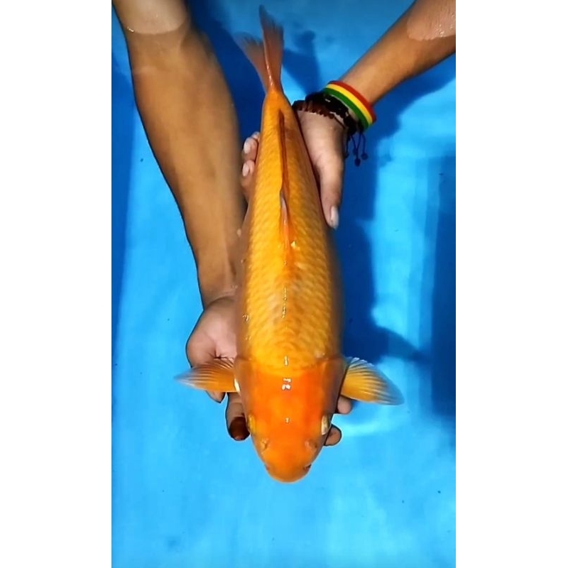 chagoi koyo bulky