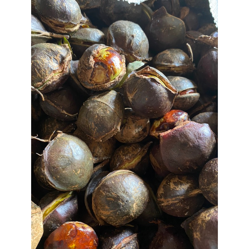 Jengkol Tua (500gr)
