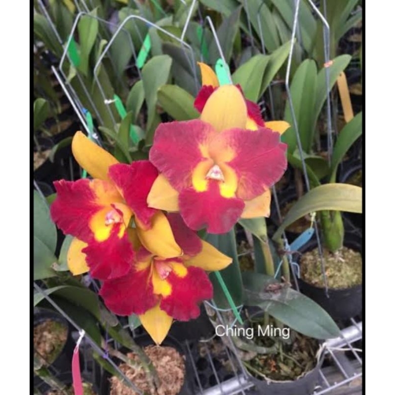 C.Qing Ming Beauty