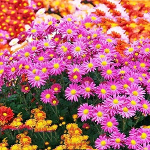 PYRETHRUM BENIH 30 biji