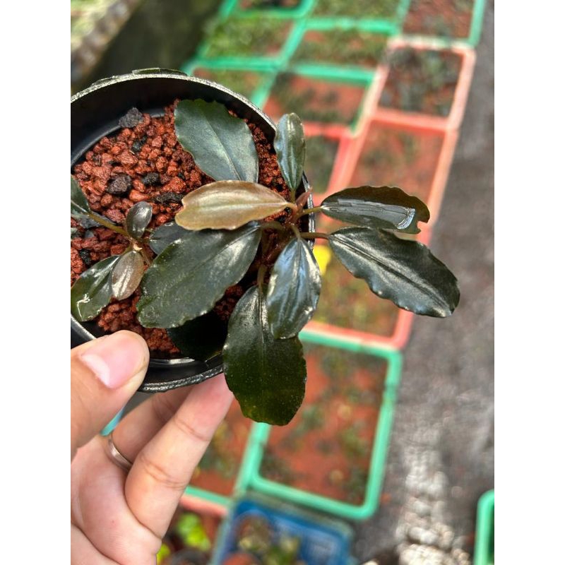 Bucephalandra Black Diamond
