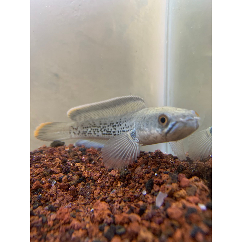 STEWARTY KARBY SINGGEL TANK 10-12 cm