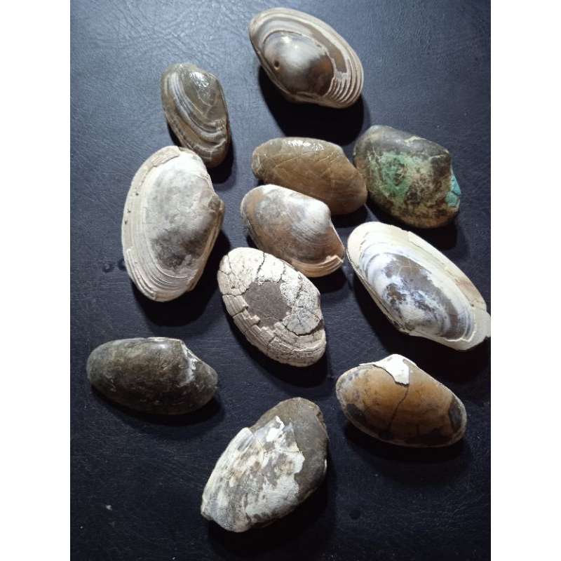 20 biji batu