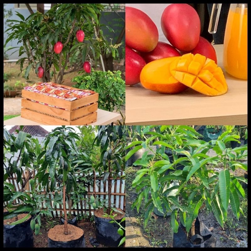 Bibit Mangga miyazaki jaminan valid