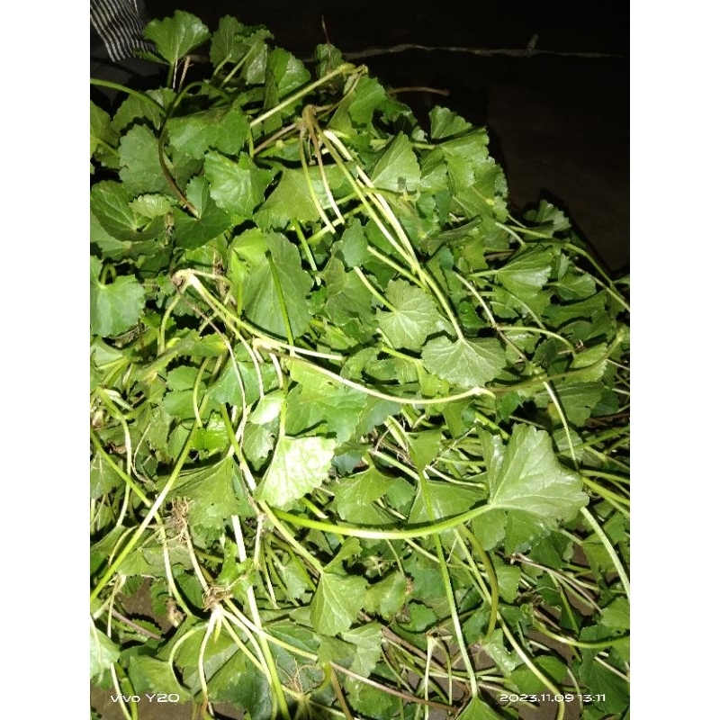 daun pegagan segar /1kg