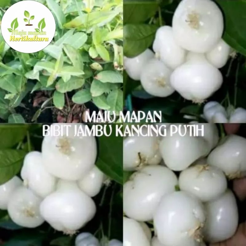 BIBIT JAMBU AIR KANCING PUTIH SUPER (JAMBU BENIK)