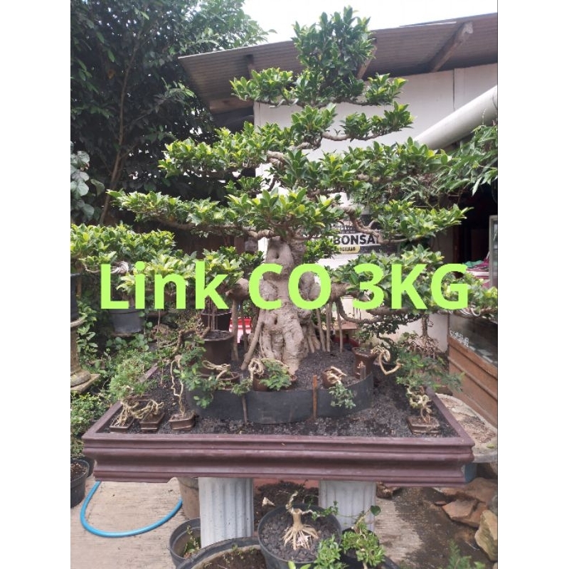 Link CO 3KG