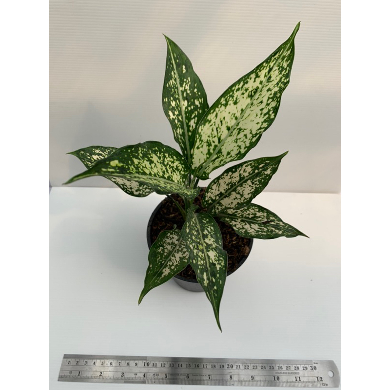 Aglonema Snow White