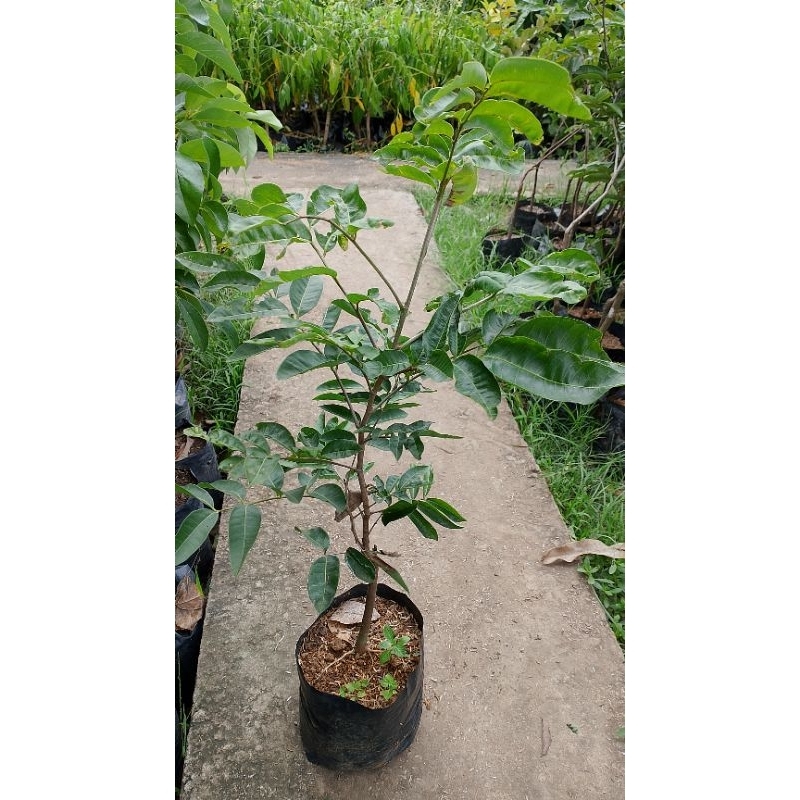 klengkeng matalada 50-75cm