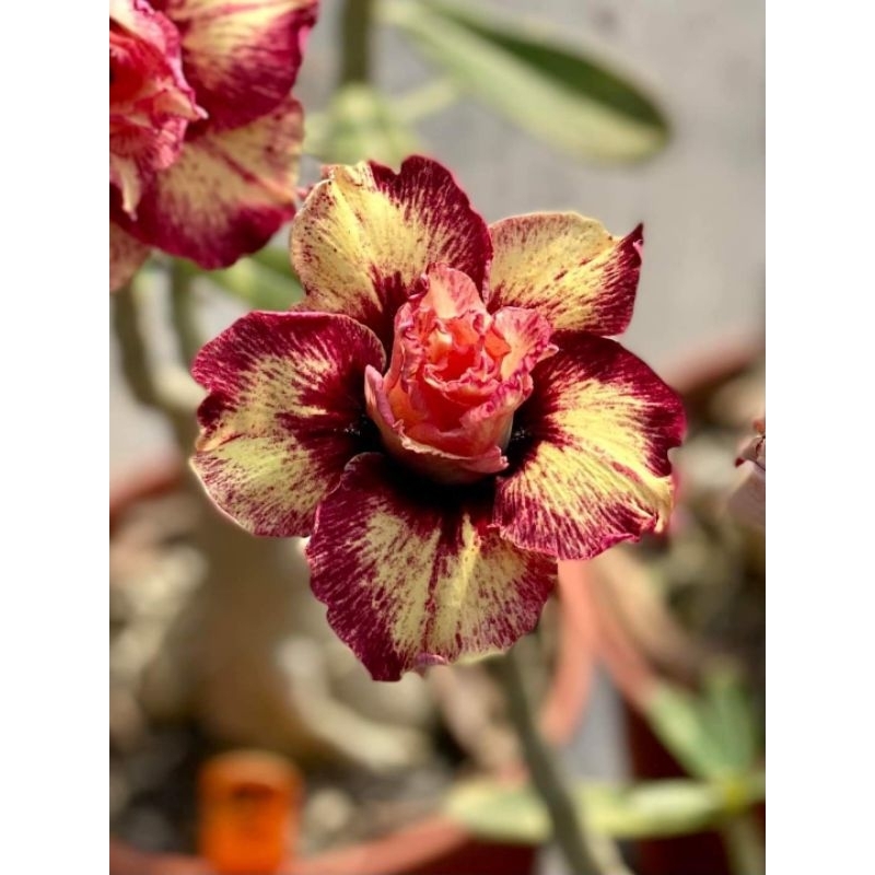 entres adenium