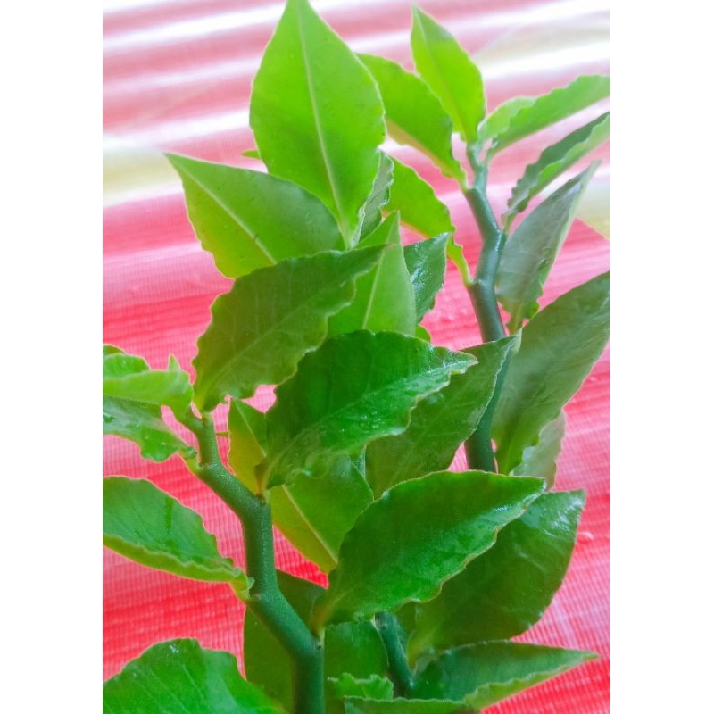 Batang dan daun sig sag /250 gram(promo)