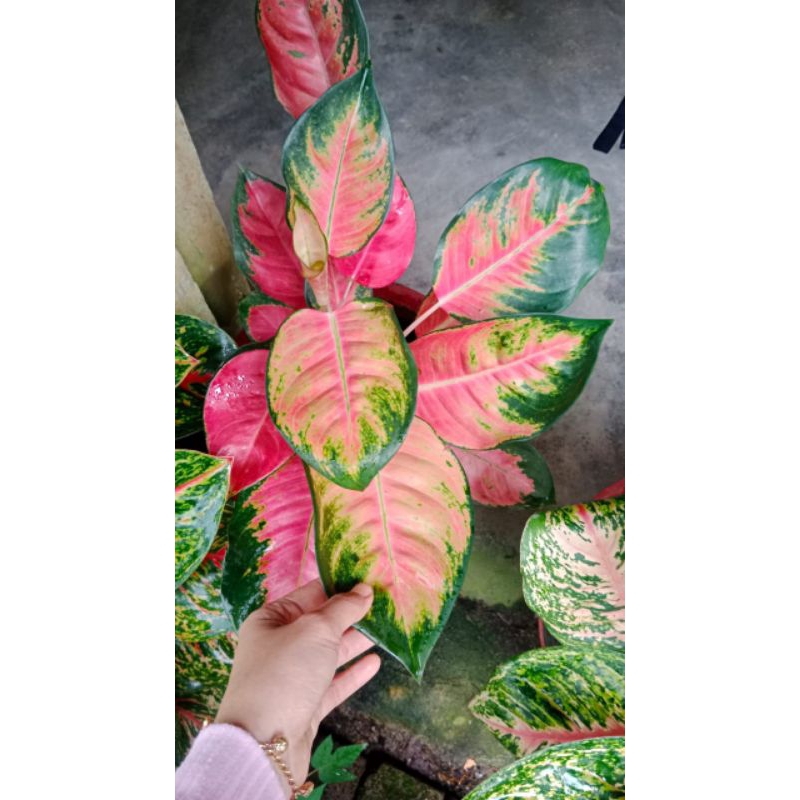 aglonema