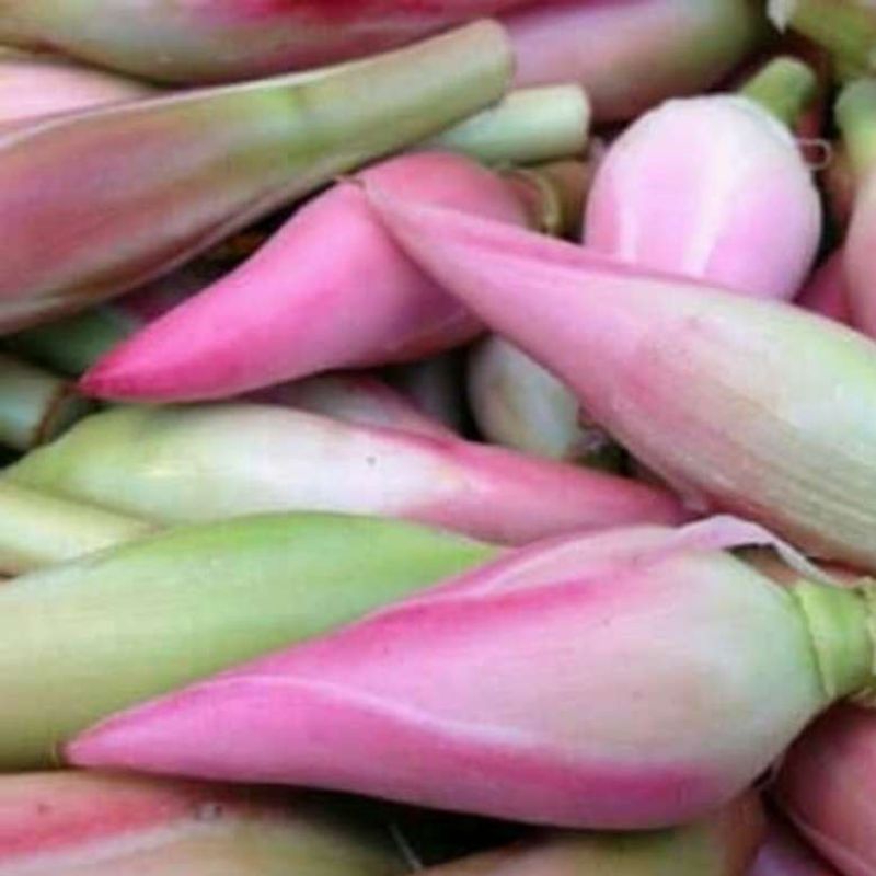 Bunga Kecombrang / Combrang / Honje