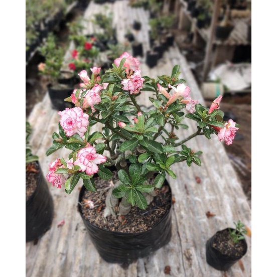 Diskon sd 7  Nota Link live Adenium