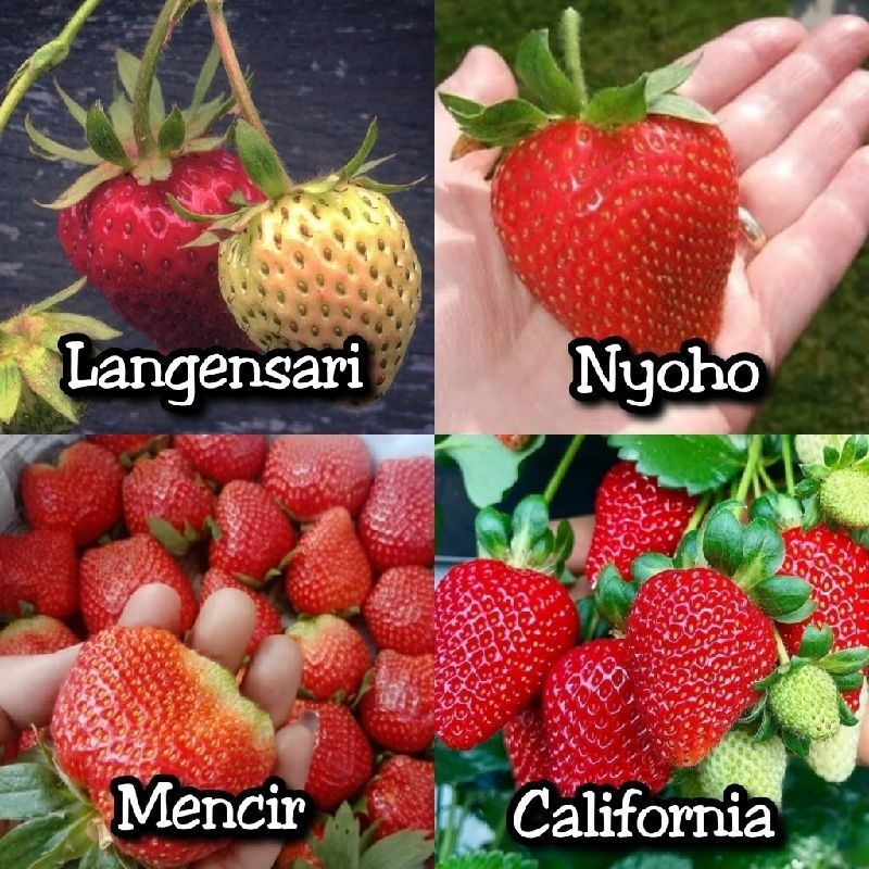 Bibit Stroberi Cepat Berbuah Berkah Bibit