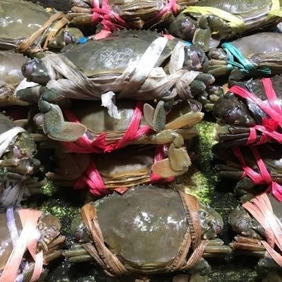 kepiting 300gr 1pc