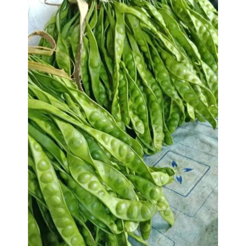 BIBIT PETAI JUMBO sedling